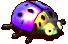 紫霧瓢蟲