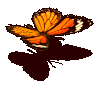 黑樺斑蝶